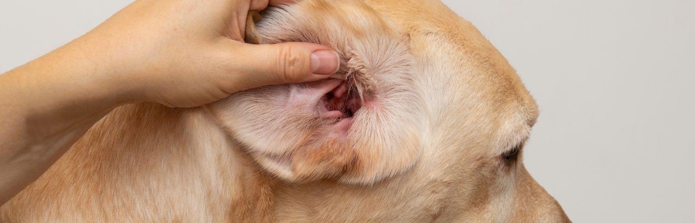 gerötetes Ohr vom Hund