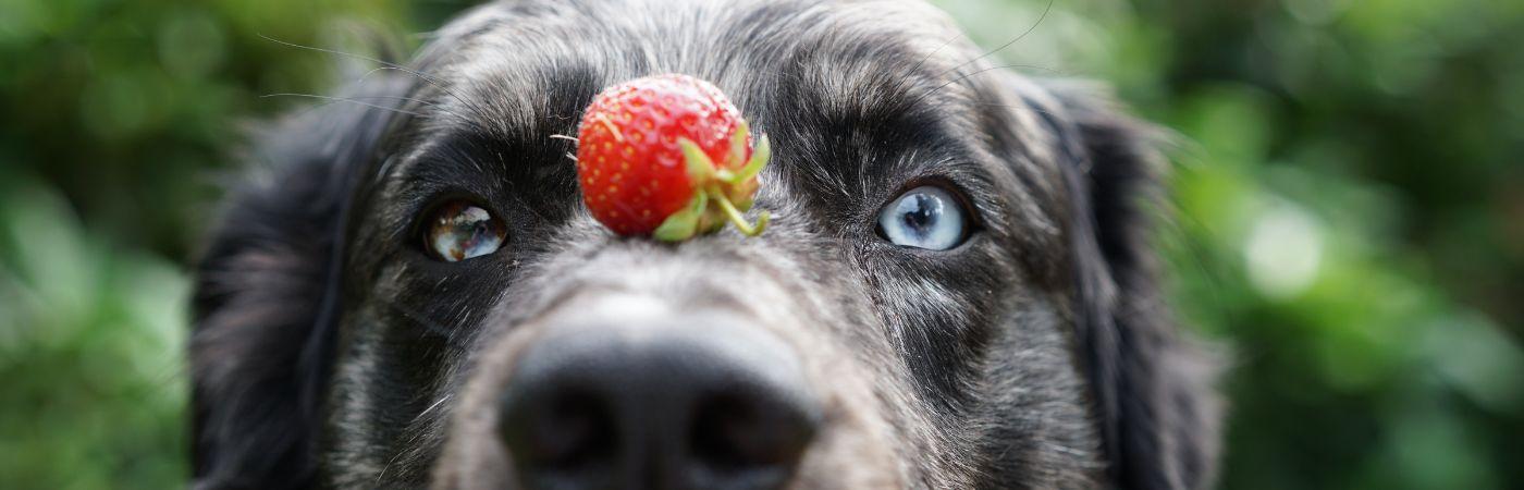 Hund mit Erdbeere auf der Nase