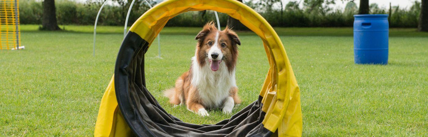 Hund kriecht durch Spieltunnel