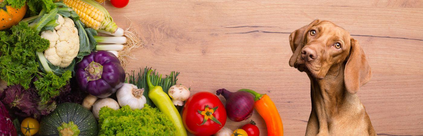 Obst und Gemüse für den Hund