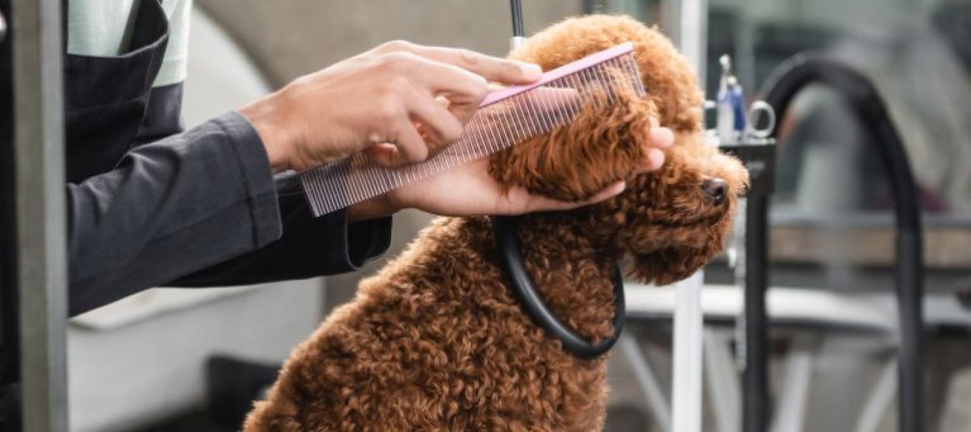 Hund beim Hundefriseur 
