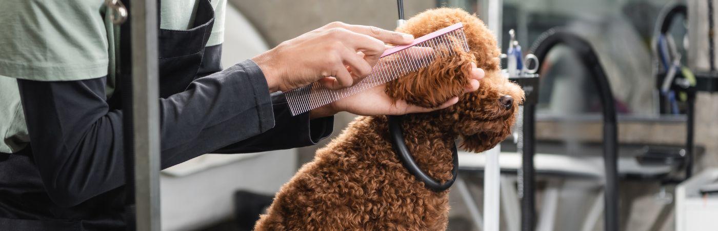 Hund beim Hundefriseur 