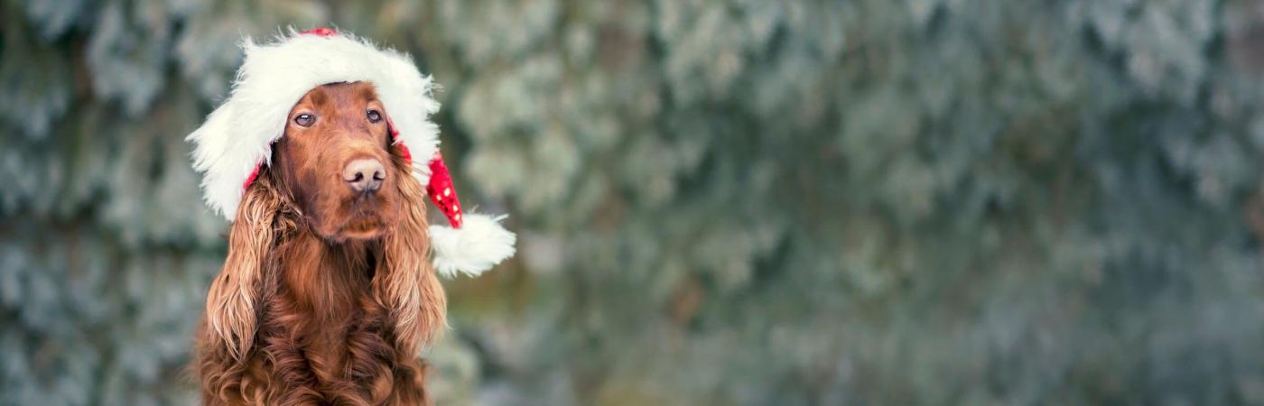 Hund mit Weihnachtsmütze