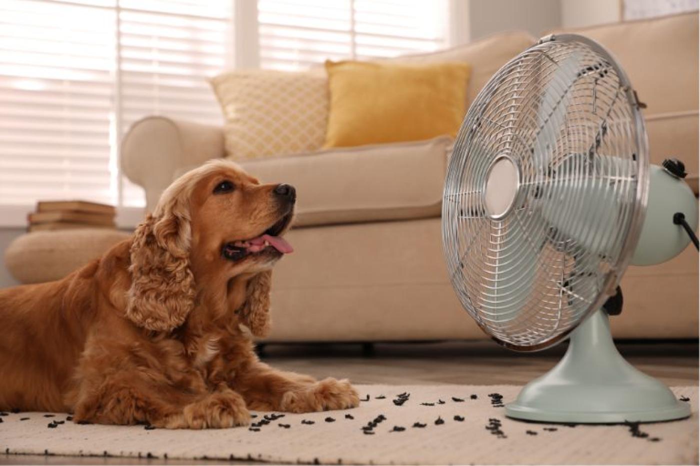 Abkühlung für Hunde