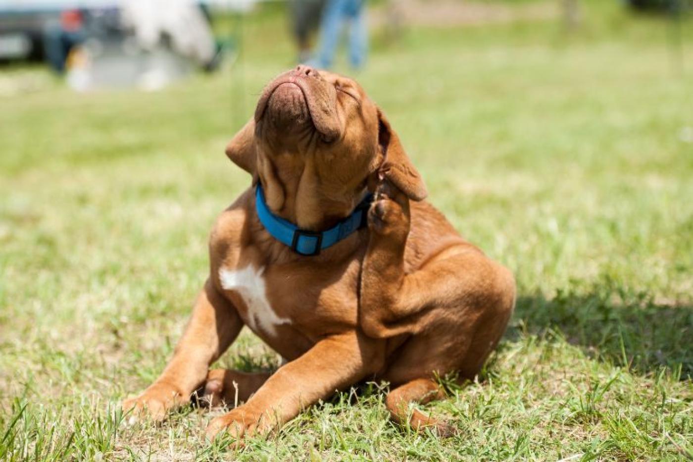 Diagnose von Allergien bei Hunden
