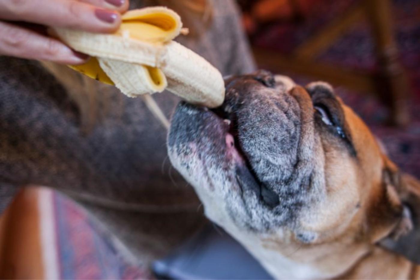 Dürfen Hunde Banane essen?