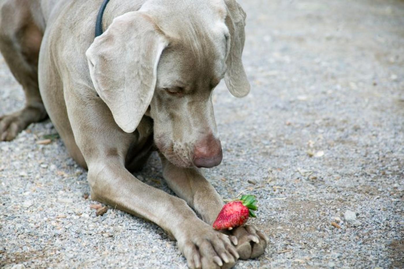 Dürfen Hunde Erdbeeren essen?