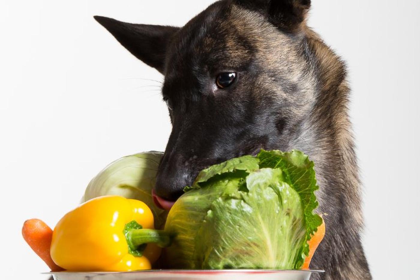 Dürfen Hunde Paprika essen?