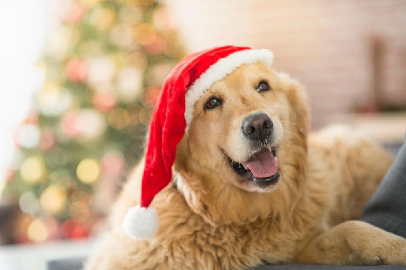 Weihnachten & Silvester mit Hund