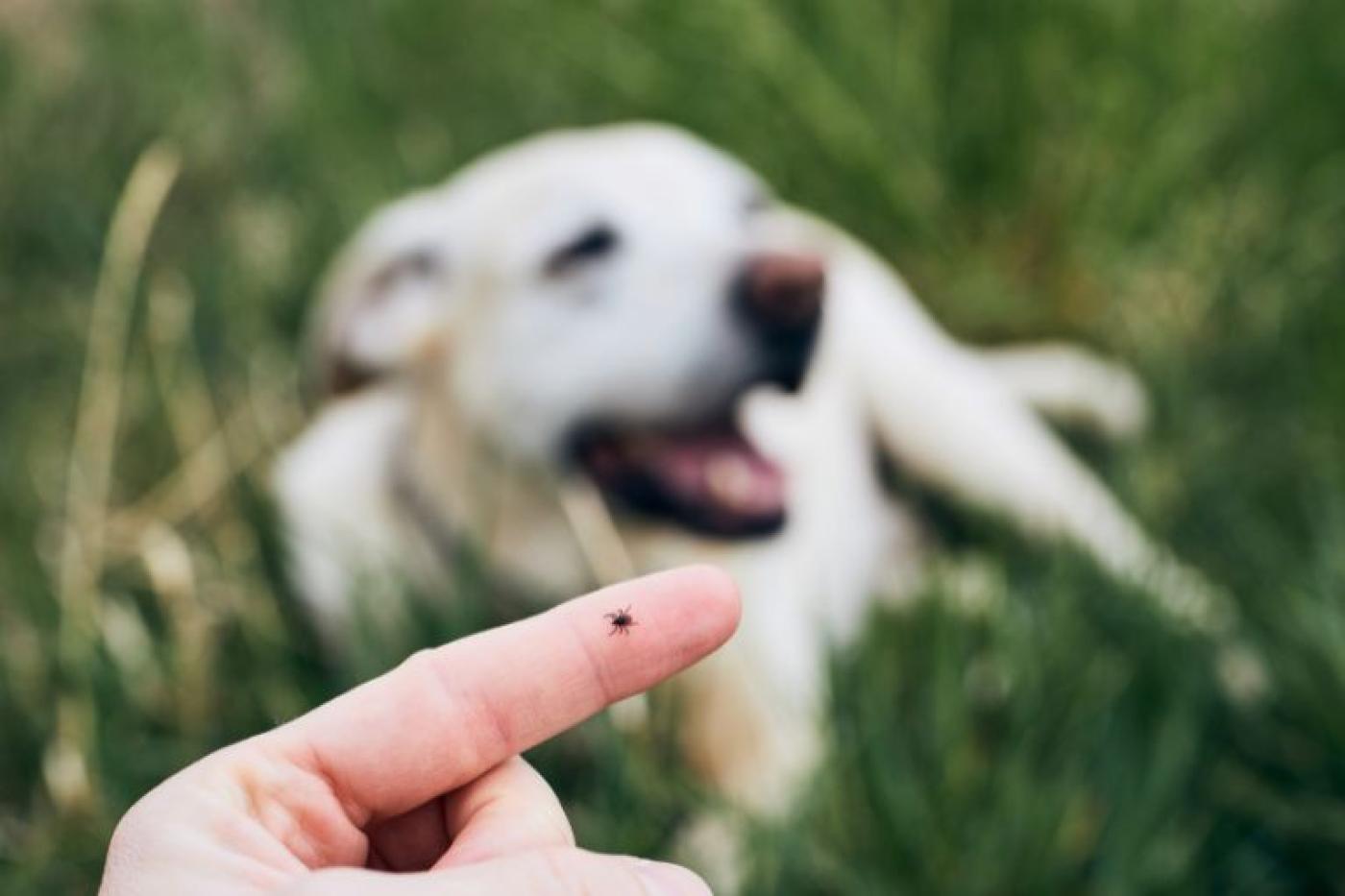 Zeckenbefall beim Hund 