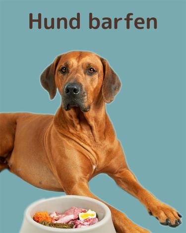 Adulte Hunde barfen