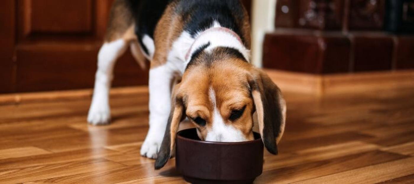 Umstellung von Trockenfutter auf BARF