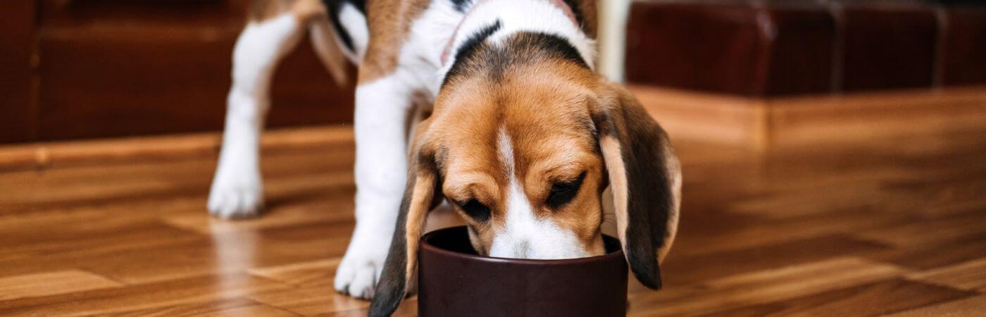 Umstellung von Trockenfutter auf BARF