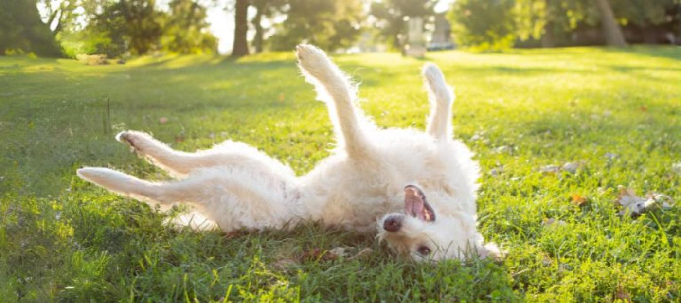 Hund wälzt sich im Gras