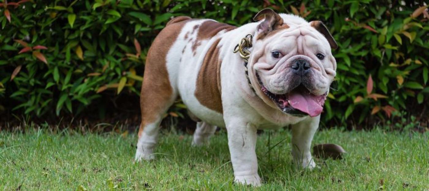 Bulldoge mit Übergewicht
