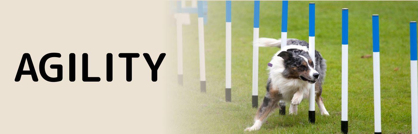 Hundesport Agility