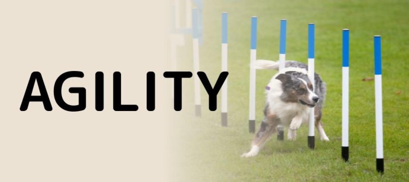 Hundesport Agility