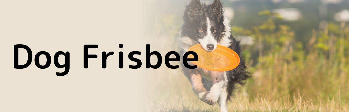Hundesport Dog Frisbee