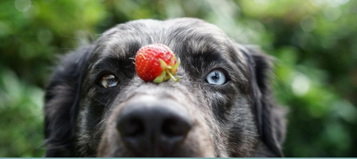 Hund mit Erdbeere auf der Nase