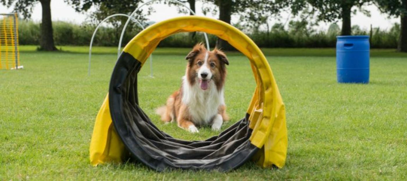 Hund kriecht durch Spieltunnel