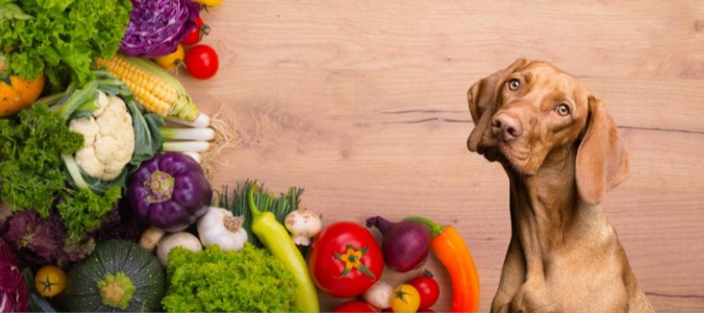 Obst und Gemüse für den Hund