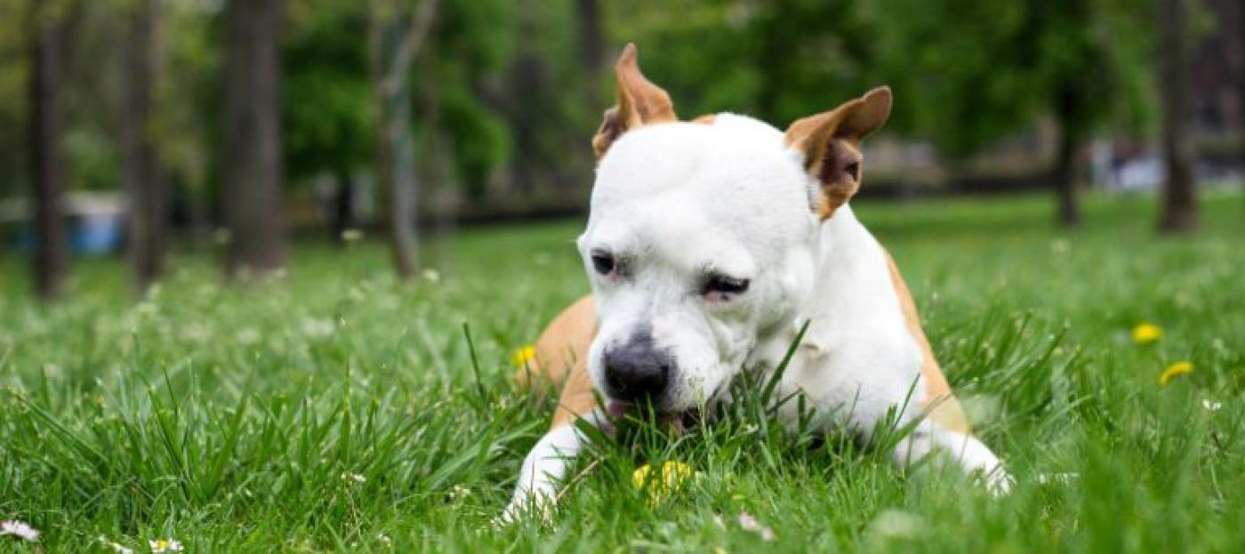 Hund frisst Gras