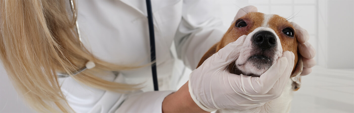 Allergie beim Hund - BARF für Allergiker