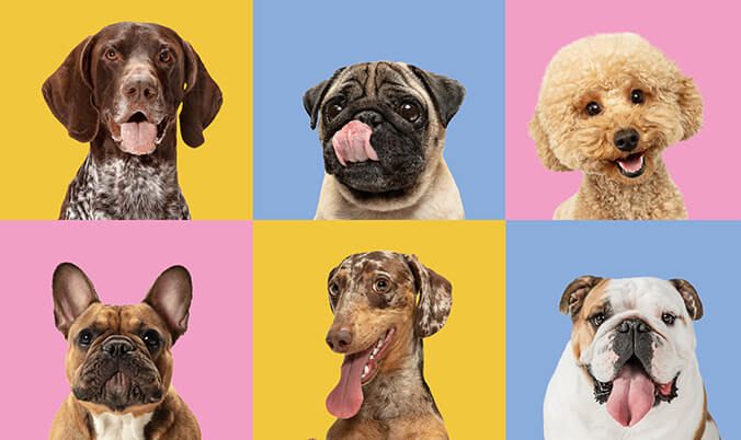 BARF bestellen - Online - Coole Hunde