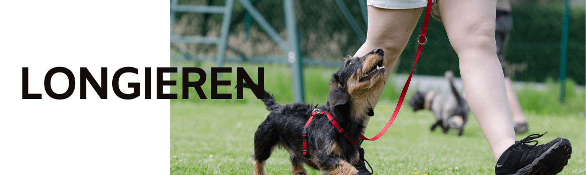 BARF - Longieren - Hundesport