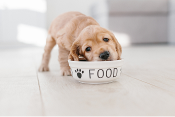 BARF Online bestellen  BARF Blog für Allergikerhunde - Tipps und